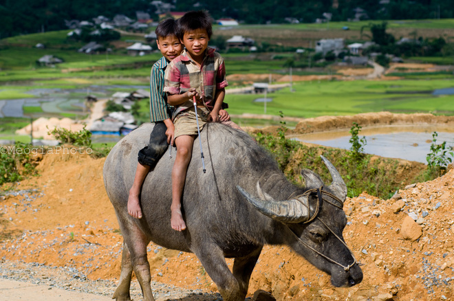 Những đứa trẻ chăn trâu với nụ cười hồn nhiên như cây cỏ.