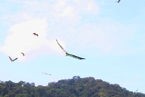 hai ngay du hi o xu so dai bang langkawi