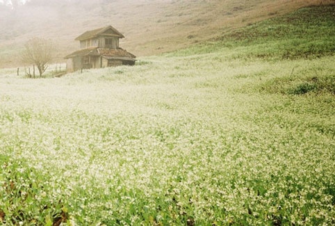 mùa hoa cải trắng, du lịch, Mộc Châu