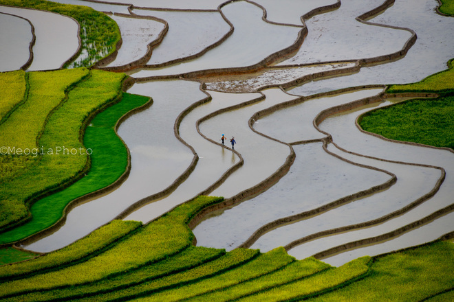 Bóng người nông dân đi trên bờ ruộng như một nét tô điểm cho bức họa thiên nhiên.