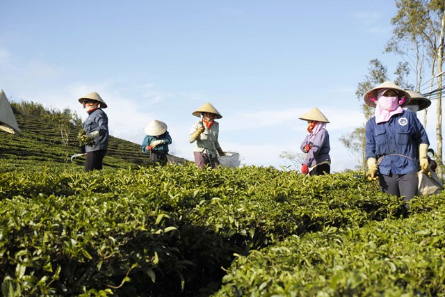 Tan huong thien nhien trong lanh noi doi che Da Lat hinh anh 1