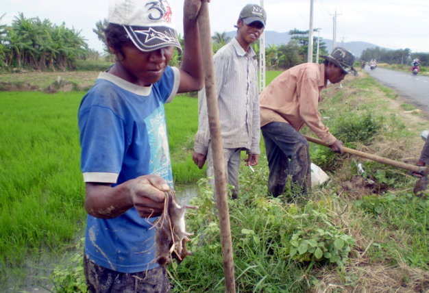 Săn bắt chuột ở miệt vườn