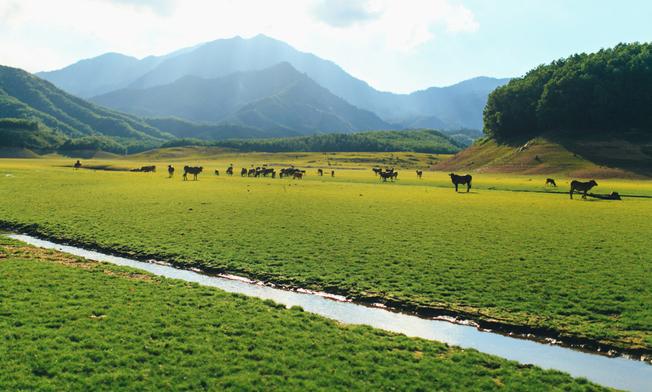 Vào mùa nước cạn, hồ Hòa Trung biến hình thành thảo nguyên xanh tuyệt đẹp