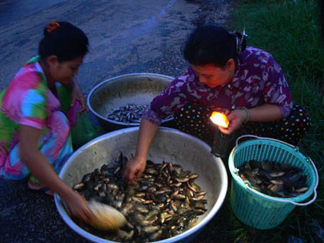 Du lịch Hội An, ghé hàng cá, tôm sông Hoài