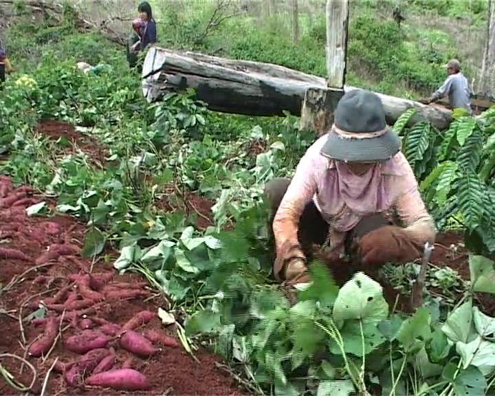 Khoai lang Tuy Đức