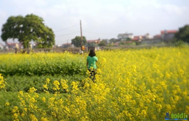 Hoa cải vào mùa