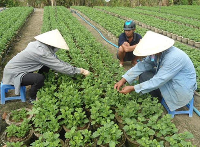 Làng hoa Kim Dinh ở ngay gần trung tâm thành phố Vũng Tàu