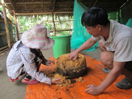 Anh Phúc vừa hạ một cây dừa  vì đã bị héo đọt do đuông tấn công