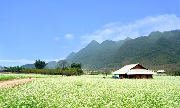 Những đám cải rộng trả dài trên những con đường.