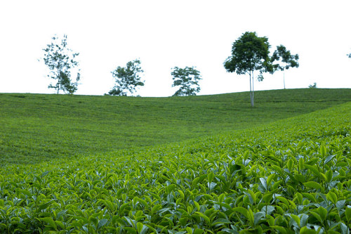 Đặc sản Phú Thọ - Chè Phú Thọ