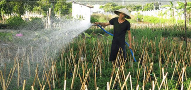 Người dân Kim Dinh tất bật chăm chút những luống hoa nở đúng dịp Tết về