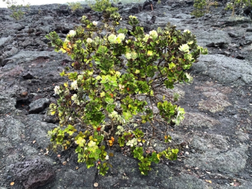 hawaii ky su ​tren dao nui lua big islands