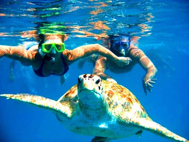 Bơi cùng Rùa biển (Ảnh: ST)