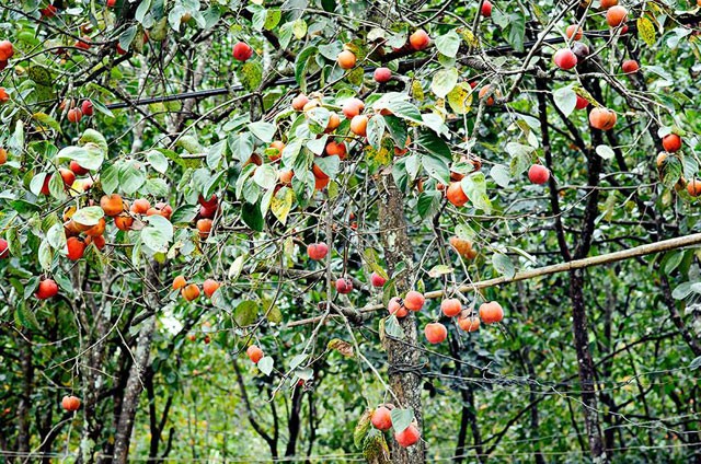 Gần đến đồi trà, bạn sẽ gặp chợ Cầu Đất, một ngôi chợ nhỏ gần trăm tuổi. Khi quay về, bạn có thể ghé qua chợ, mua những sản vật tươi ngon về làm quà Đà Lạt.