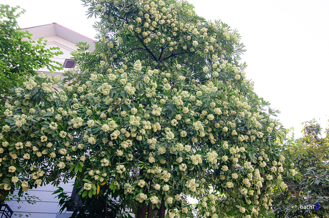 Để rồi loài hoa ấy đi vào thơ ca nhạc họa như một người tình đầy hương sắc, trong cả những bản tình ca không tuổi của cố nhạc sĩ Trịnh Công Sơn: "Hà Nội mùa thu, mùa thu Hà Nội, mùa hoa sữa về, thơm từng cơn gió. Mùa cốm xanh về thơm bàn tay nhỏ phố sữa vỉa hè thơm bước chân qua...."