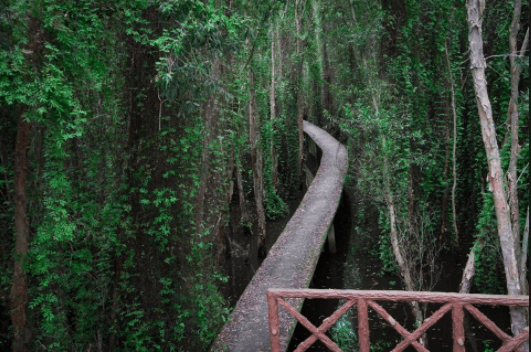 Con đường xuyên rừng tràm Tân Lập