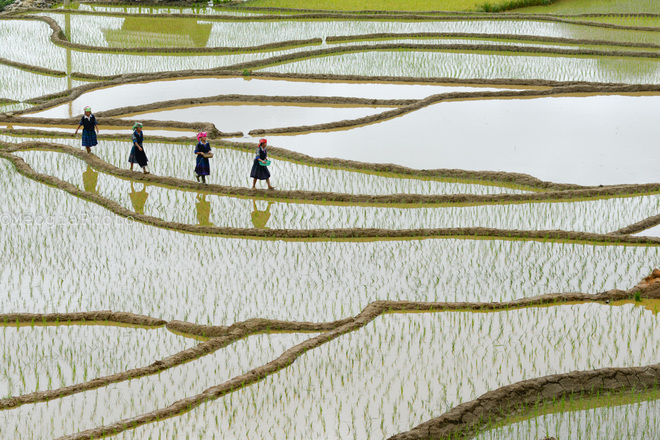 Những thiếu nữ người H’Mông duyên dáng trên những thửa ruộng mới cấy.