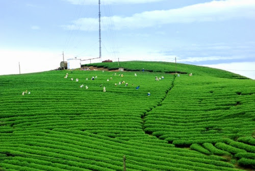 den voi doi che moc suong tren cao nguyen moc chau 