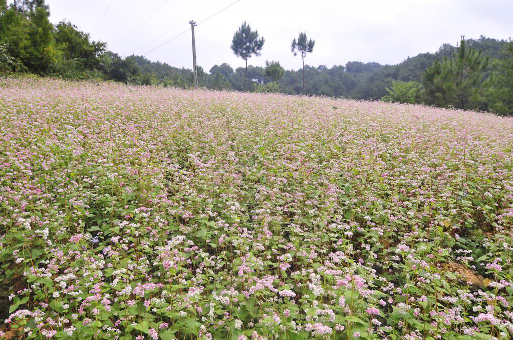 Vườn hoa Tam giác mạch ở Lóng Luông.