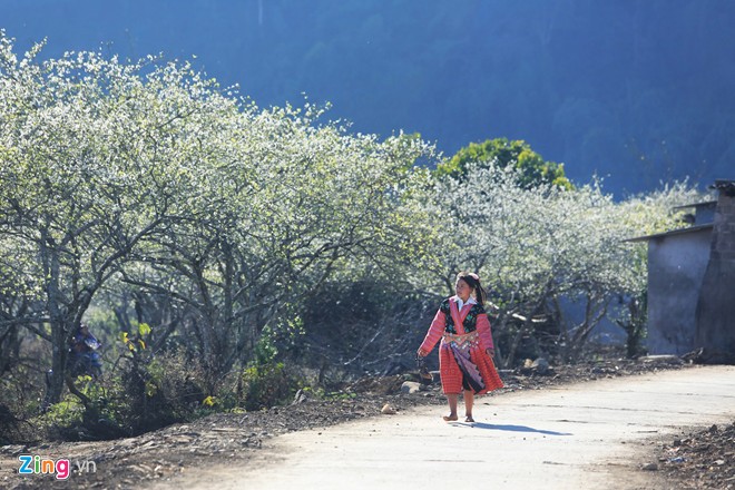 Mộc Châu, hoa mận, mùa hoa