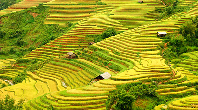 Hà Giang - mùa lúa chín vàng 