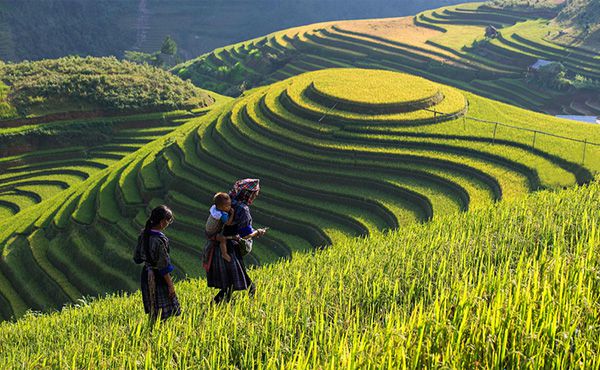 Vivupa vẻ đẹp điểm du lịch ruộng bậc thang trên Sapa