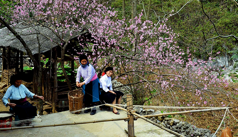  Hà Giang rực rỡ với sắc màu hoa mận, hoa cải vàng, hoa đào.