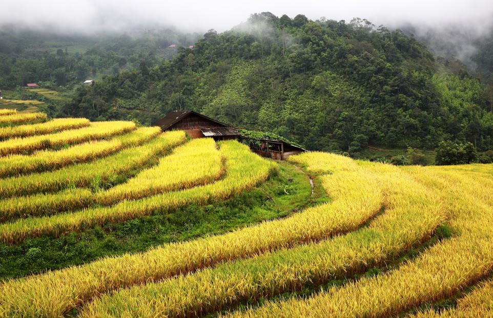 Nhà nằm giữa ruộng bậc thang