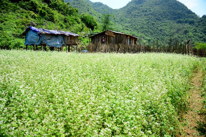 Trải qua quãng đường 170km từ Hà Nội, cuối cùng chúng tôi đã tới được cái đích là xã Trấn Yên, huyện Bắc Sơn. Tháng 4 và nửa đầu tháng 5 cũng là lúc thung lũng hoa tam giác mạch Lân Khoản, thôn Lân Gặt, xã Trấn Yên bung nở trắng tinh.