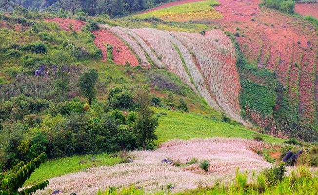 Sủng Là có những cánh đồng hoa tam giác mạch đẹp nhất Hà Giang.