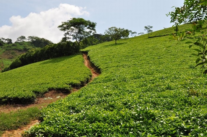 Đồi chè Suối Giàng.