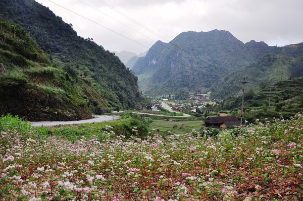 Những điểm ngắm tam giác mạch đẹp nhất ở Hà Giang 2