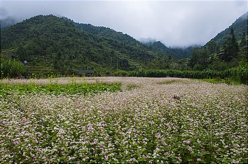 Hoa tam giac mach tai cac dia diem o ha giang Hoa tam giác mạch tại một số nơi ở Hà Giang