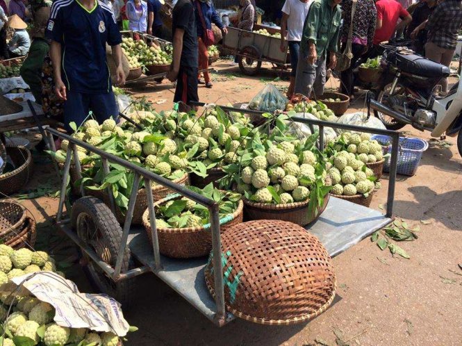 Giá na loại thường dao động 20.000-30.000 đồng/kg. Loại quả to đẹp có giá cao hơn, 40.000 - 50.000 đồng