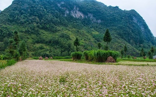 Cánh đồng hoa tam giác mạch mênh mông luôn hớp hồn các phượt thủ