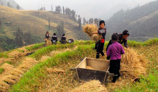 Vivupa tìm hiểu mùa gặt lúa Tả Van trên Sapa