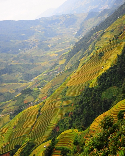 Những thửa ruộng bậc thang lên trời ở La Pán Tẩn. Ảnh: Lam Linh