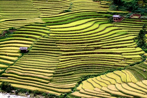 Ruộng bậc thang đang ngả màu 