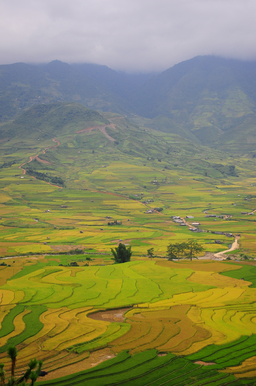 Lúa vàng Cao Phạ, dưới chân đèo Khau Phạ