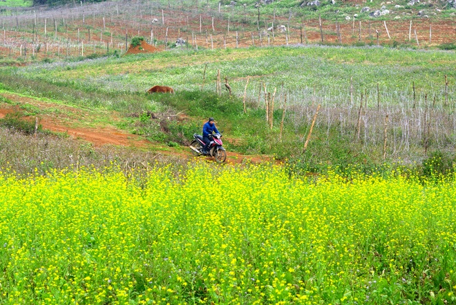 Vẻ đẹp mùa đông Mộc Châu