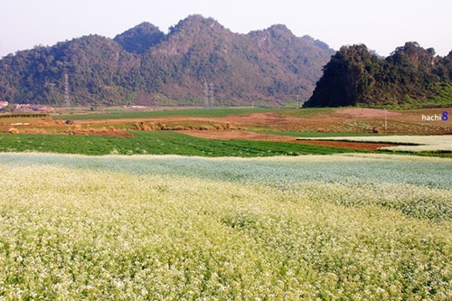 Du lịch Mộc Châu mùa hoa cải