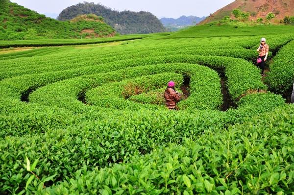 Chạy xe ngắm cảnh Mộc Châu mùa hoa cảiChạy xe ngắm cảnh Mộc Châu mùa hoa cải 9