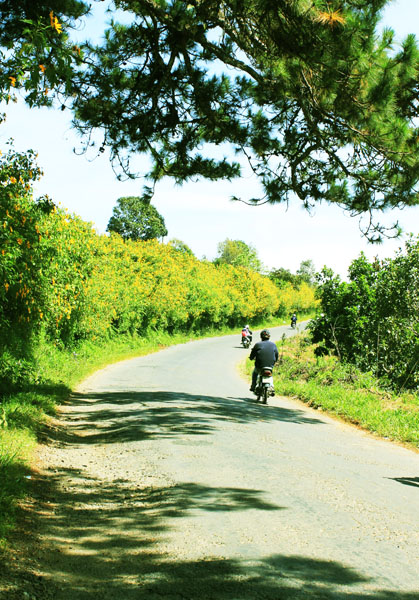 Đà Lạt, hoa dã quỳ, cung đường đẹp