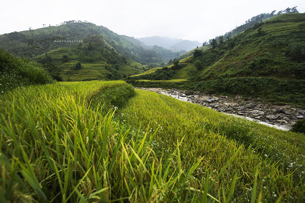 Ruộng bậc thang ở Hoàng Su Phì được đánh giá là những thửa ruộng bậc thang đẹp nhất ở Việt Nam