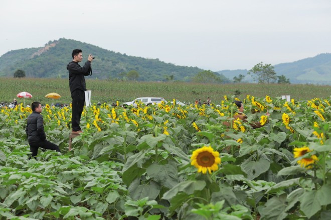 Lạc bước giữa cánh đồng hoa hướng dương ở Nghệ An