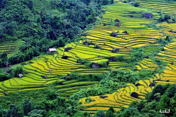 Cảnh những ruộng bậc thang rộ vàng là 