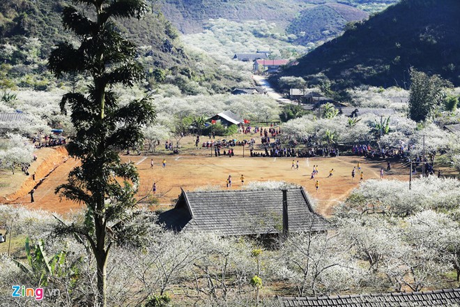 Mộc Châu, hoa mận, mùa hoa