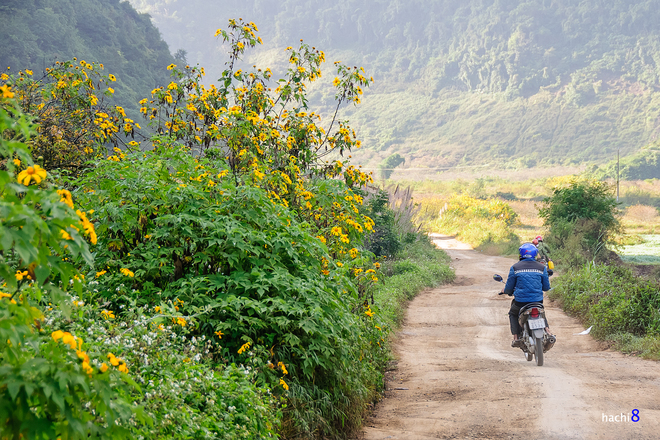 Rực rỡ dã quỳ vàng trên cao nguyên Mộc Châu