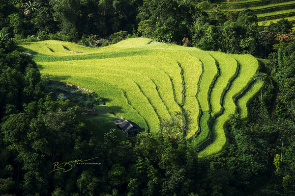 Với những du khách mê chụp ảnh thì đây là thời điểm mà khó có thể bỏ lỡ để đến Hoàng Su Phì