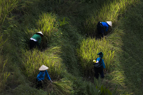 Sau mùa lúa chín, bạn cũng nên đến đây vào mùa gặt